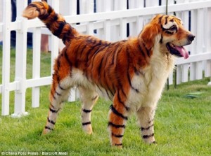 A golden retriever dyed to look like a tiger