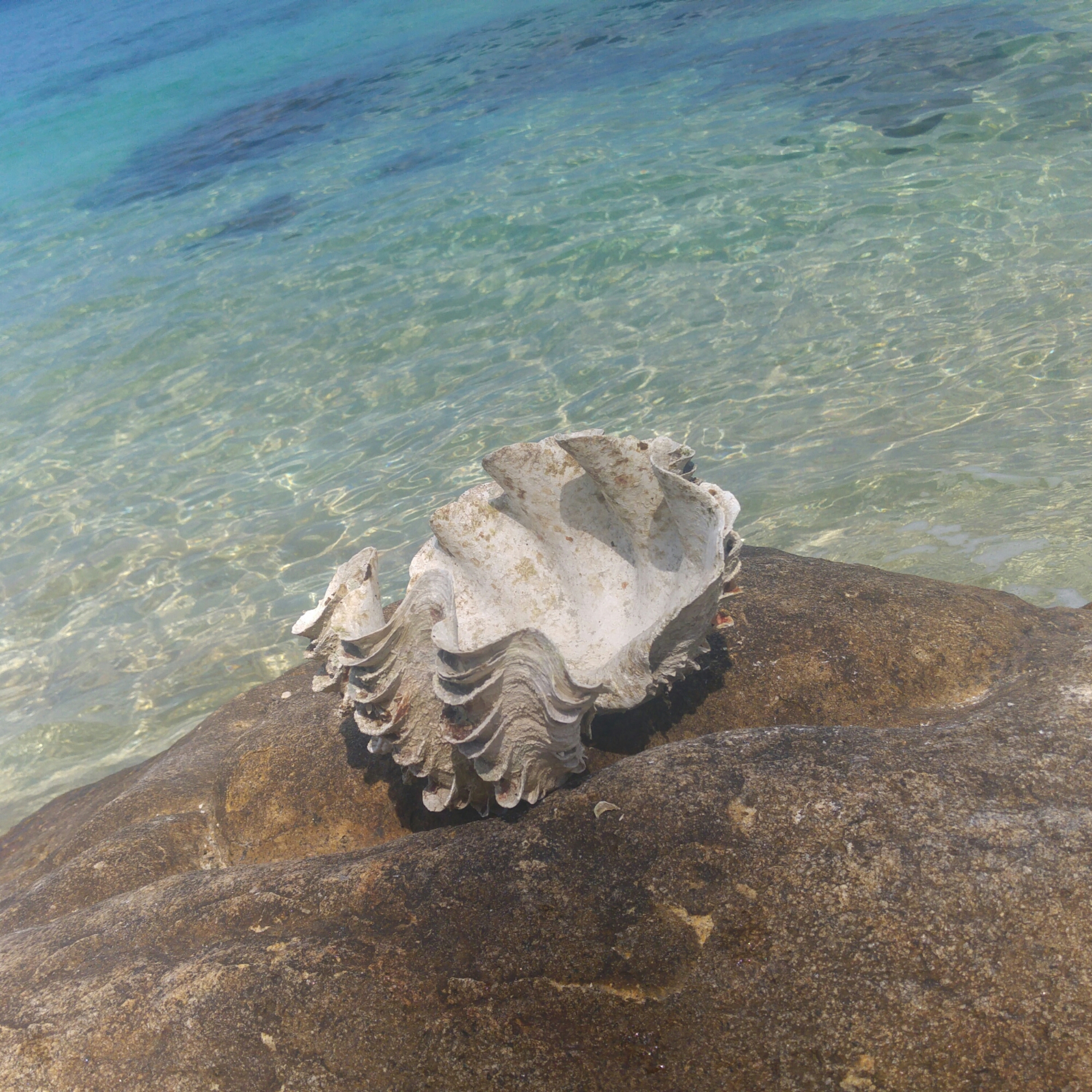 Shell on a rock Moon Beach
