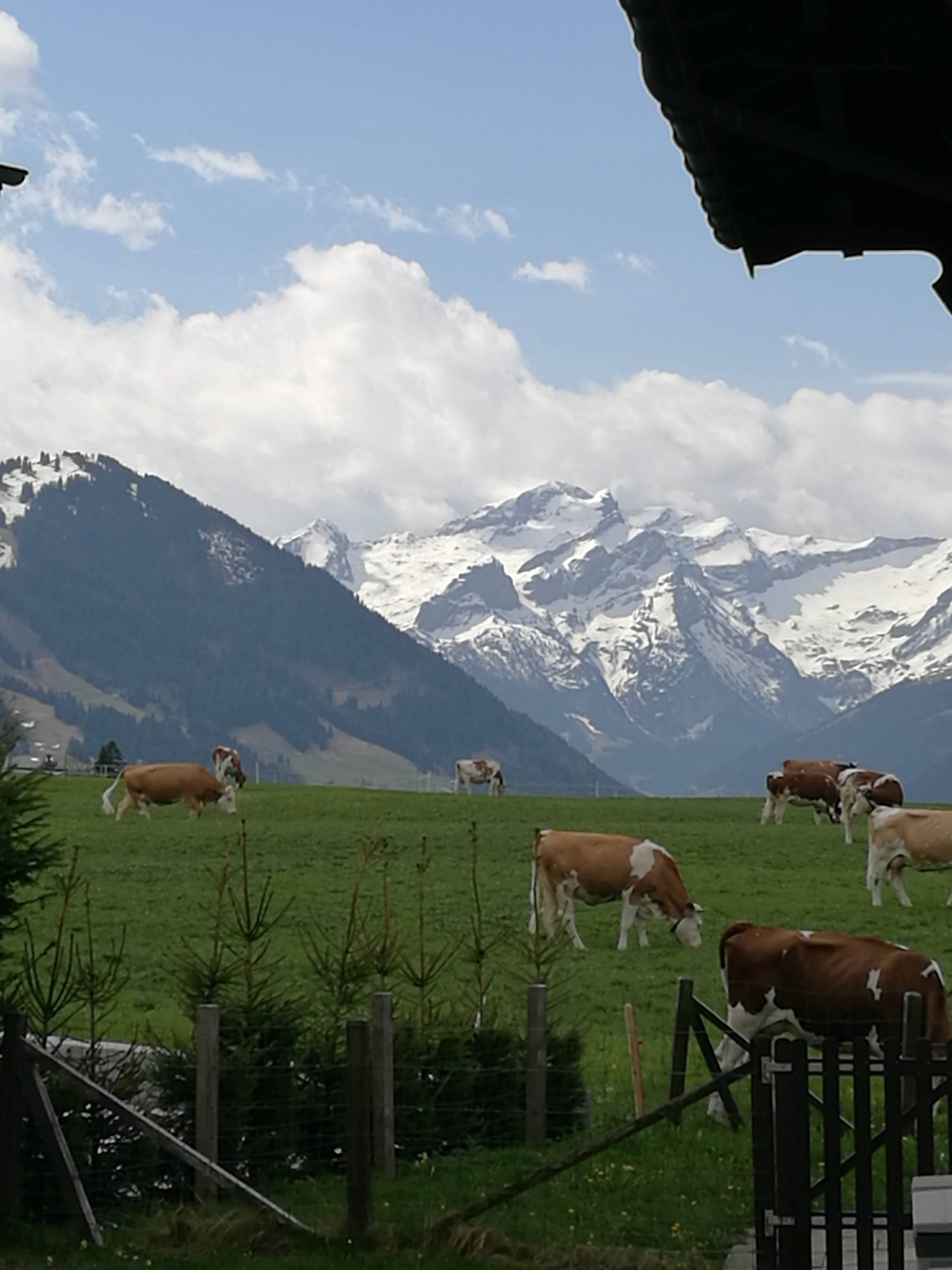 Some cows in a field near Gstaad