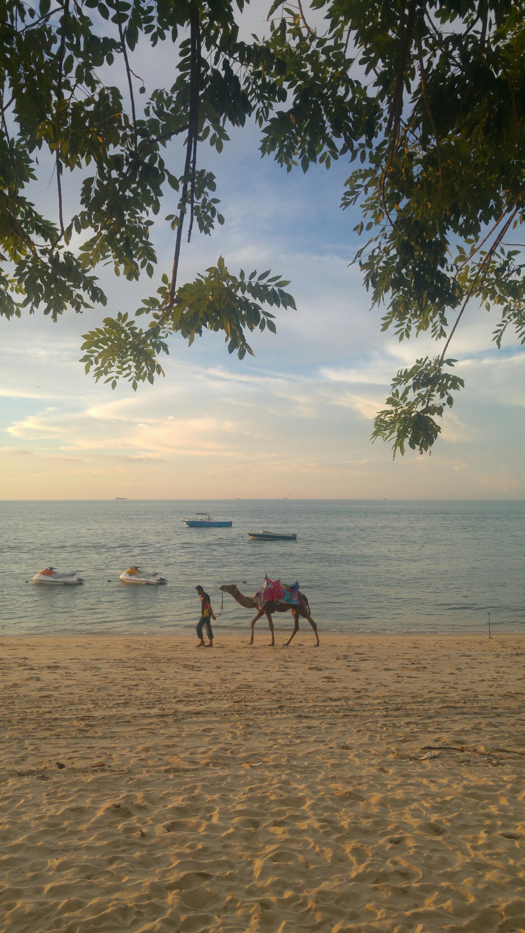 camel on the beach Batu Ferringhi